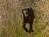 Ozzy on the Move