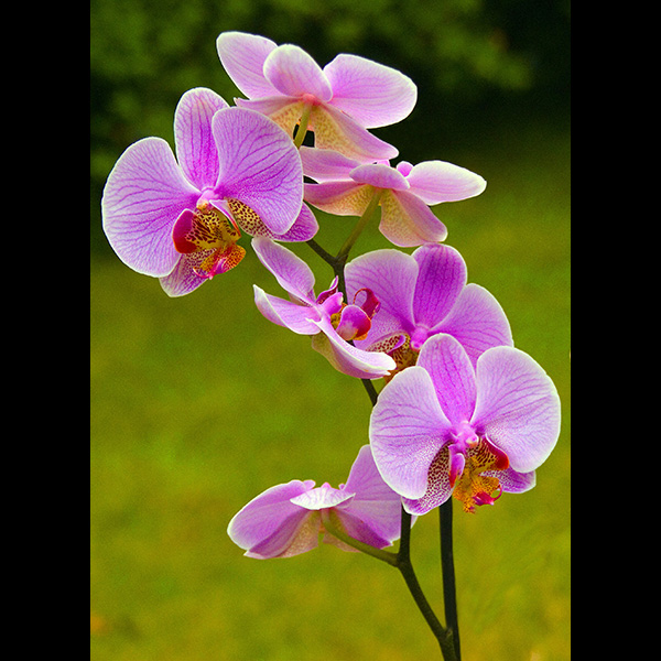 Tiger Orchid