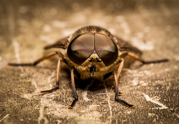 Horse Fly