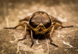 Horse Fly