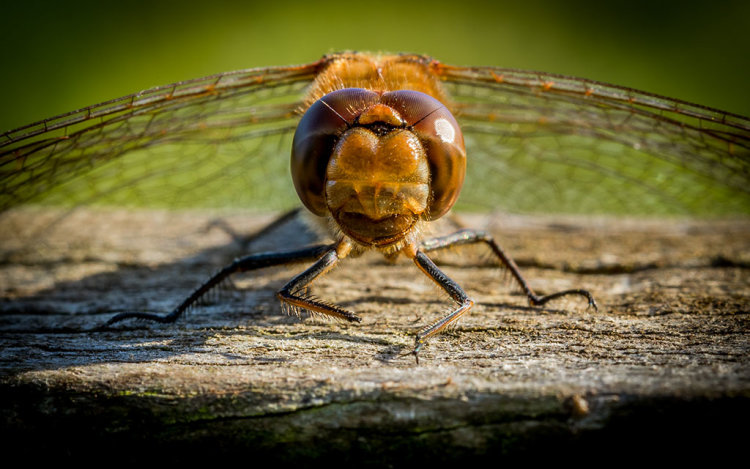 LOOK INTO MY COMPOUND EYES