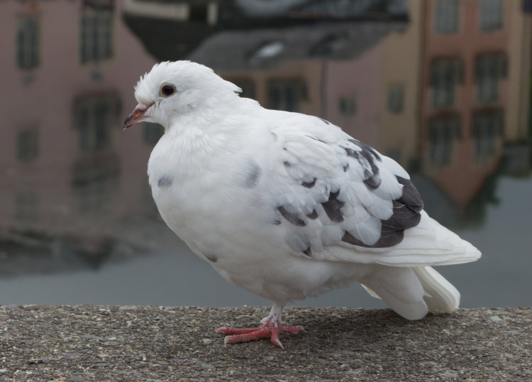 HOP ALONG PIGEON