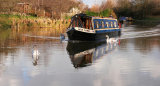 Swans Escort