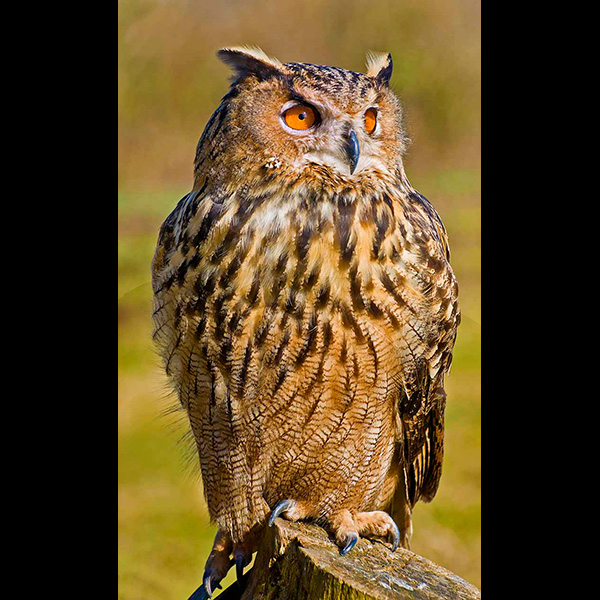 Eagle Owl