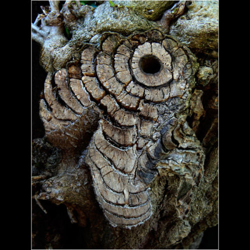 Owl in the Wood