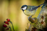The Great Tit