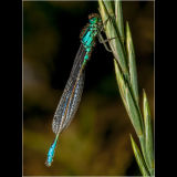 Blue Damsel Fly