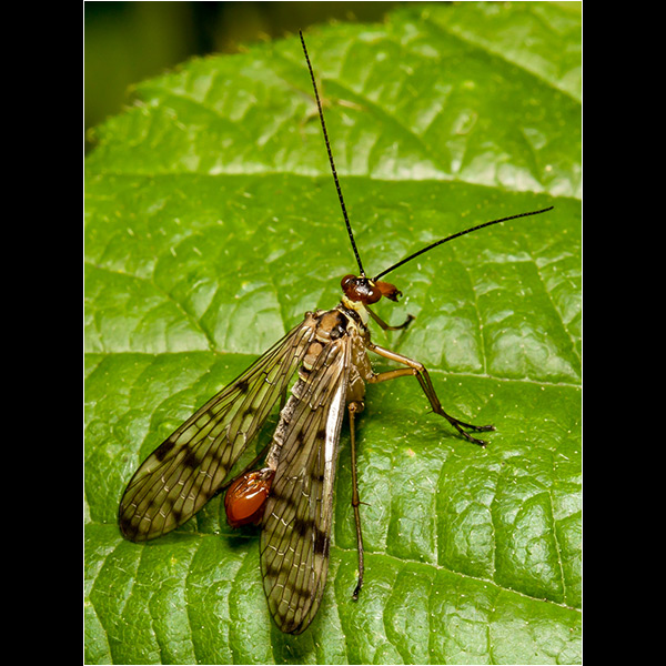 Scorpion Fly