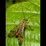 Scorpion Fly