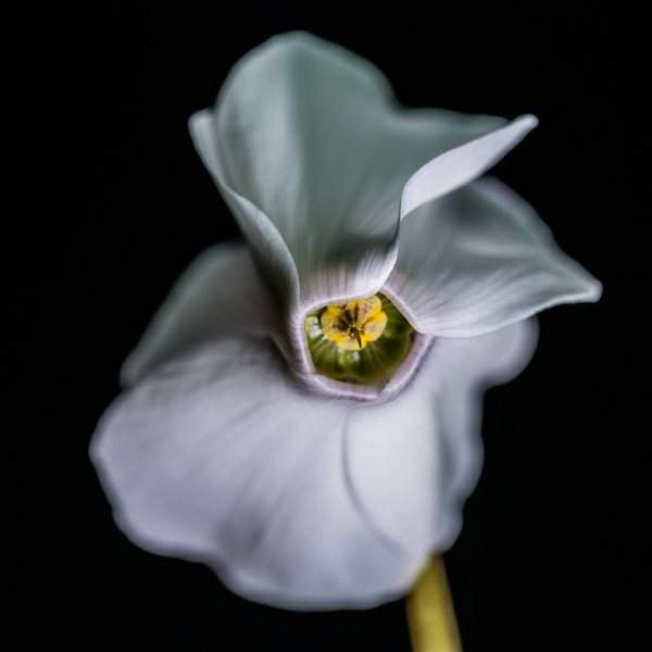 CYCLAMEN