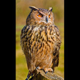 Eagle Owl