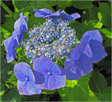 Hydrangea