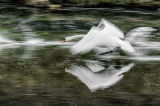 Cygnus
