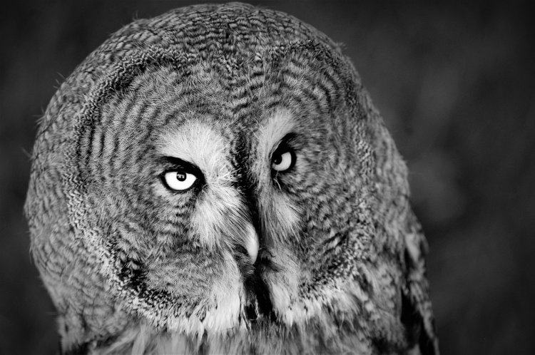I DON'T GIVE A HOOT