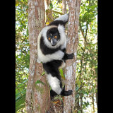 Black & White Ruffed Lemur