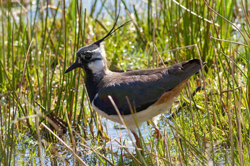 Lapwing