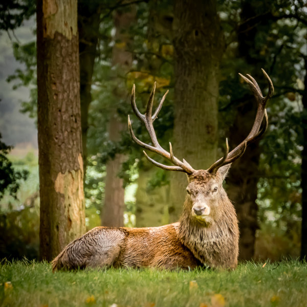 STAG AT REST