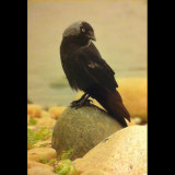 Jackdaw