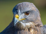 The Buzzard