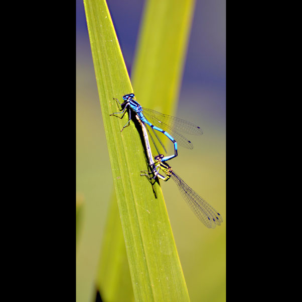 Damsel Flies