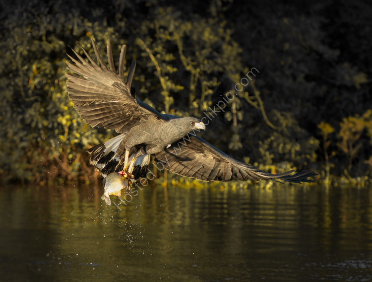 Great Black Hawk with Lunch