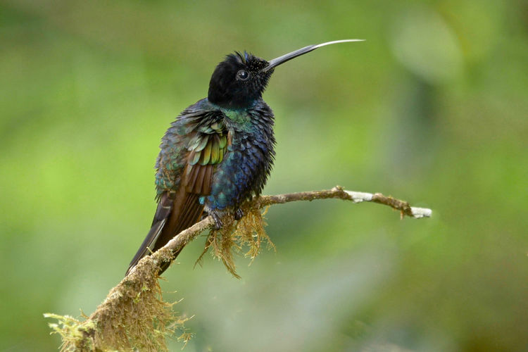 Male Velvet Purple Coronet