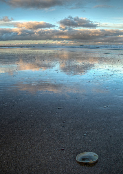 Shell On Drurage Bay