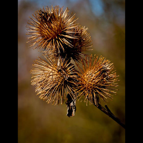 Sticky Bobs