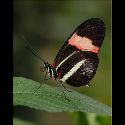 Crimson Patched Longwing Butterfly