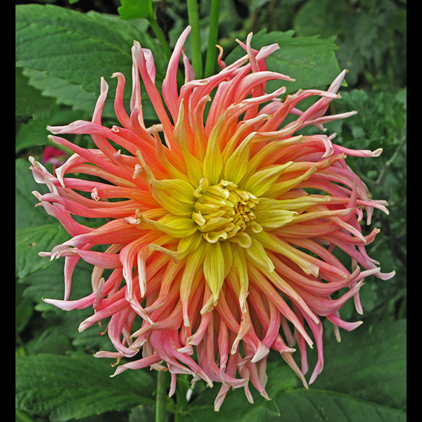 The Dahlia