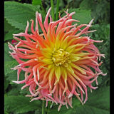 The Dahlia