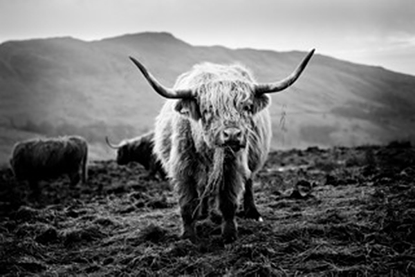 Bullseye