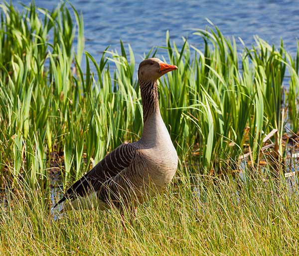 Graylag Goose in Natural Habitat