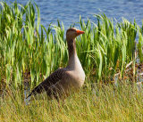 Graylag Goose in Natural Habitat
