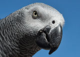 'Cheeky' the African Grey