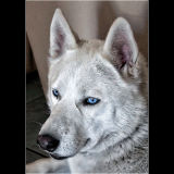 Blue Eyes