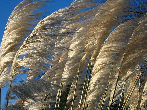 Blowing in the Wind