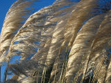 Blowing in the Wind