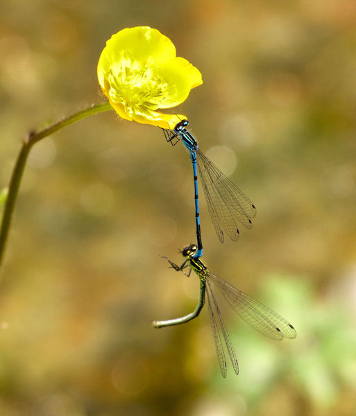 Azure Damelflies Mating