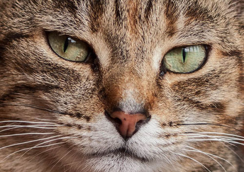 Tiger's Eyes