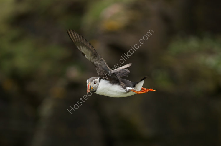 Atlantic Puffin