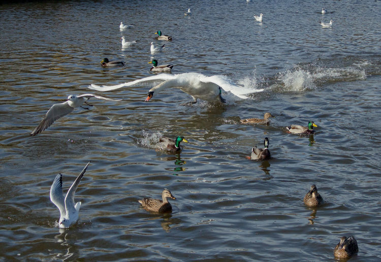 Everyone Scatter