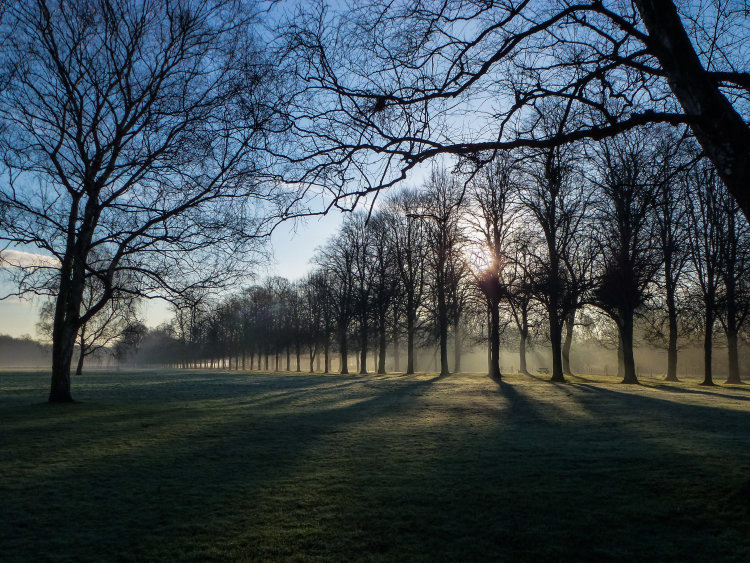 Dawn Mist MArbury Park