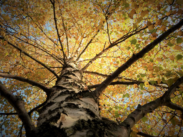 AUTUMN UMBRELLA