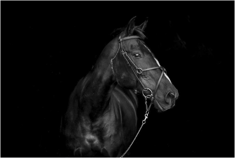 BLACK KNIGHT