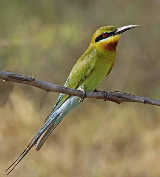 BLUE TAILED BEE EATER