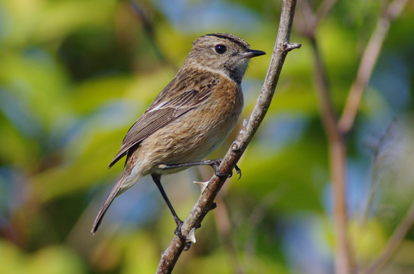 FEMALE STONECHAT