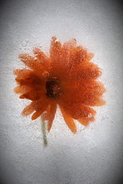 FROZEN IN WATER