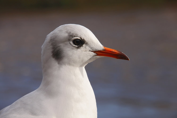 BLACK HEADED GULL - WINTER