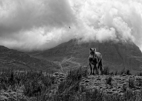 Mountain Pony